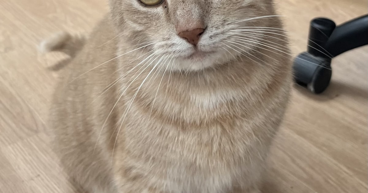 Heb jij Oinkie gezien? Dit huisdier wordt in Reusel-De Mierden vermist