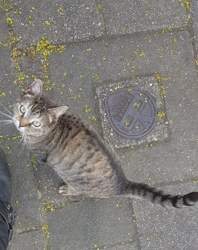 Heb jij Bongo, Frey of Batcat gezien? Deze vijf huisdieren worden in Tiel vermist