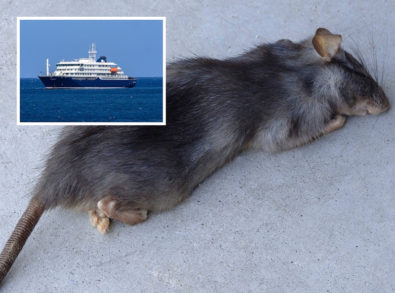 Het virus kan van muis op mens overspringen. Inzet: het cruiseschip MV Hondius.