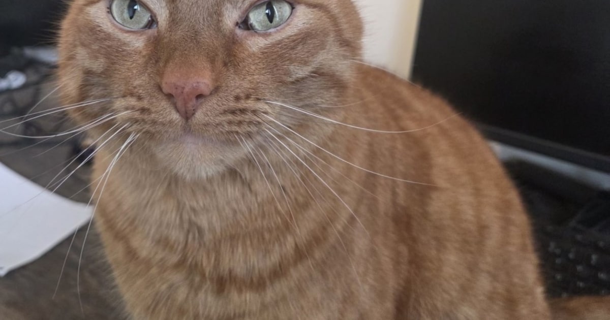 Heb jij Moos of Tommie gezien? Deze twee huisdieren worden in Alkmaar vermist