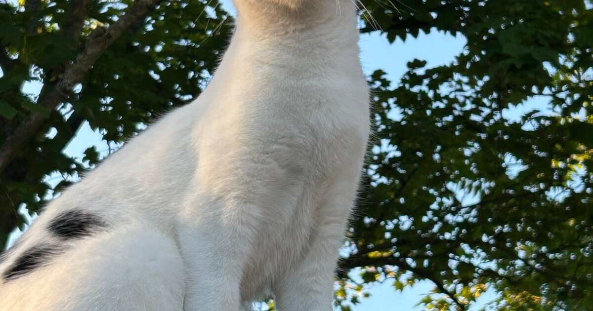 Heb jij Dobby, Guusje of Tygo gezien? Deze vijf huisdieren worden in Noordwijk vermist