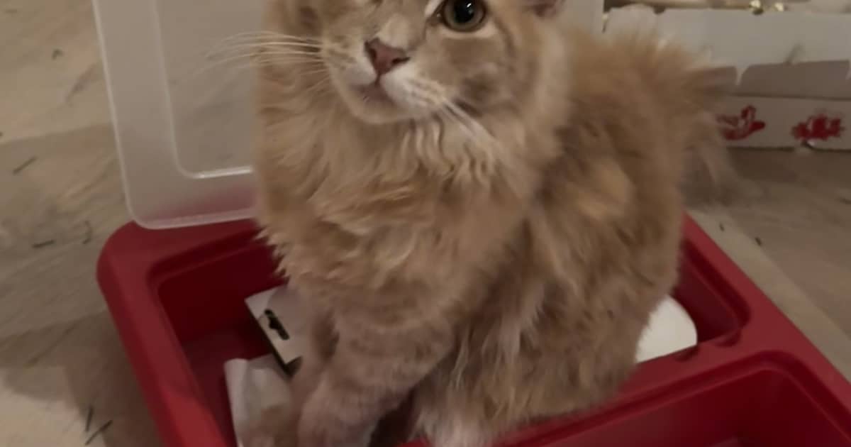 Heb jij Lux gezien? Dit huisdier wordt in Hillegom vermist