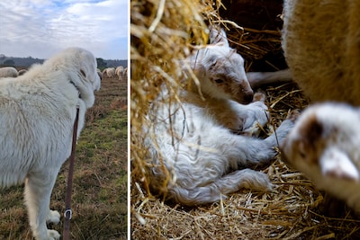 Populaire lammetjesdag op Veluwe gaat niet door: ‘We vragen om rust’