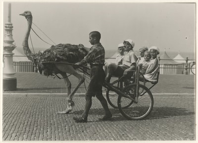 Terug in de tijd: struisvogelrijden op Scheveningen
