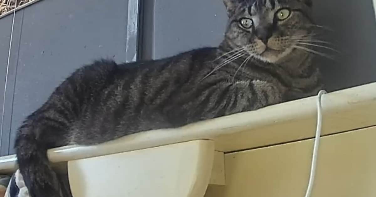 Heb jij Puk gezien? Dit huisdier wordt in Weststellingwerf vermist