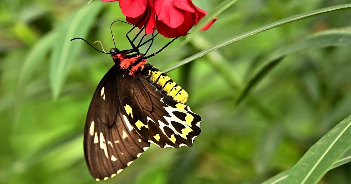 Cursus vlinders en libellen in bezoekerscentrum Tenellaplas in Rockanje