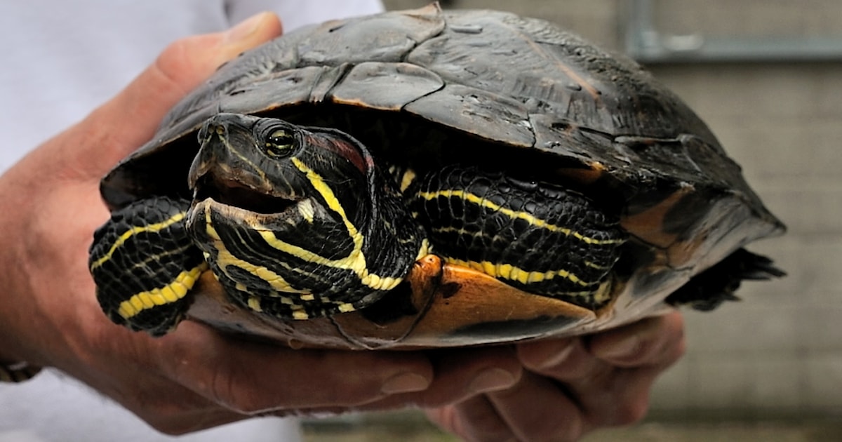 Vrouw op Thaise luchthaven betrapt met dertig schildpadden onder haar kleding