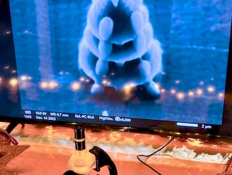 Dit is de kleinste kerstboom, die tien keer kleiner is dan de dikte van een mensenhaar