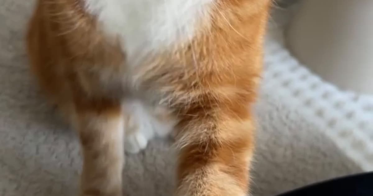 Heb jij Noodelzzz of Moos gezien? Deze twee huisdieren worden in Borsele vermist