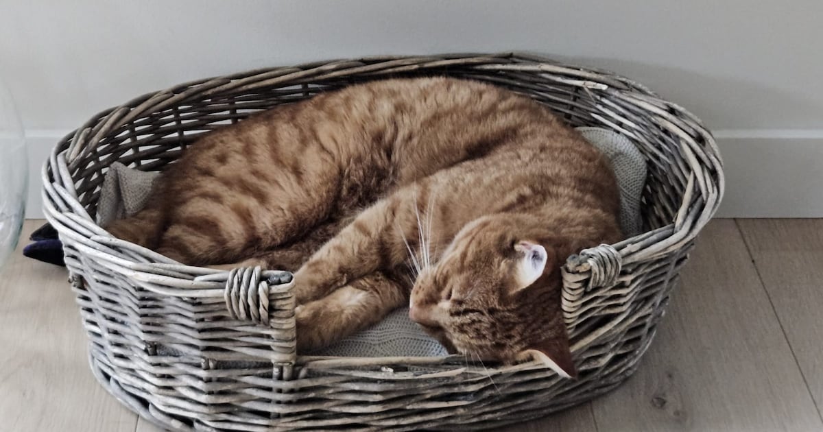 Heb jij Ollie gezien? Dit huisdier wordt in Kapelle vermist