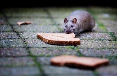 Rattenbestijders maken bijna 3000 (!) ritten per jaar in Wijchen: aantal meldingen geëxplodeerd