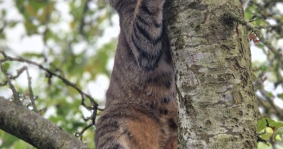 Heb jij Beer gezien? Dit huisdier wordt in Westerwolde vermist