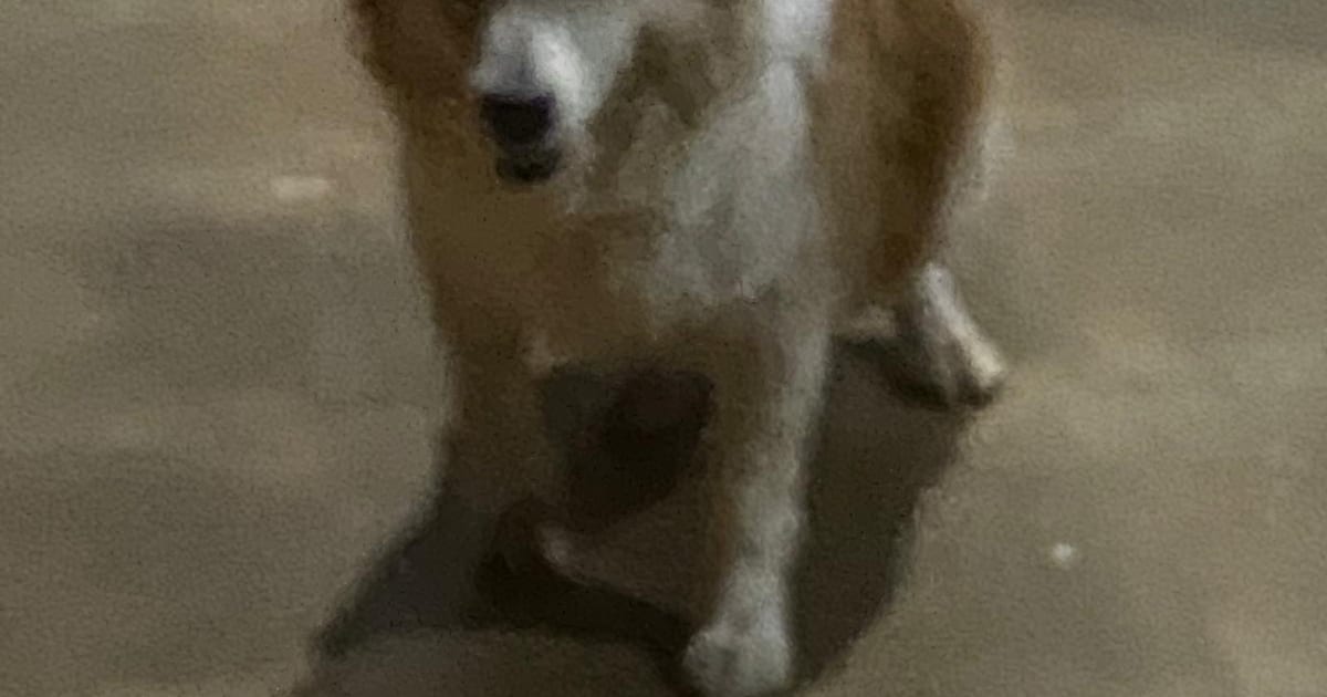 Heb jij Dolce gezien? Dit huisdier wordt in Berg en Dal vermist