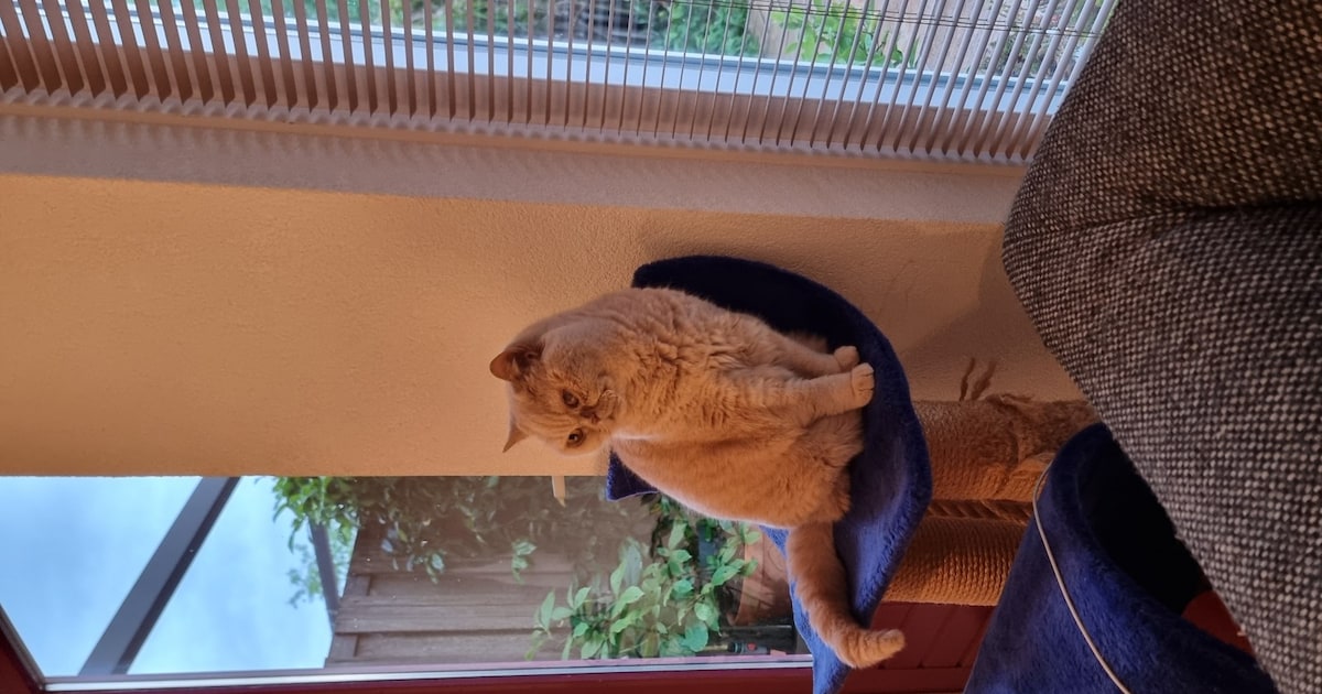 Heb jij Jack, Binky of Gerrie gezien? Deze zes huisdieren worden in Purmerend vermist