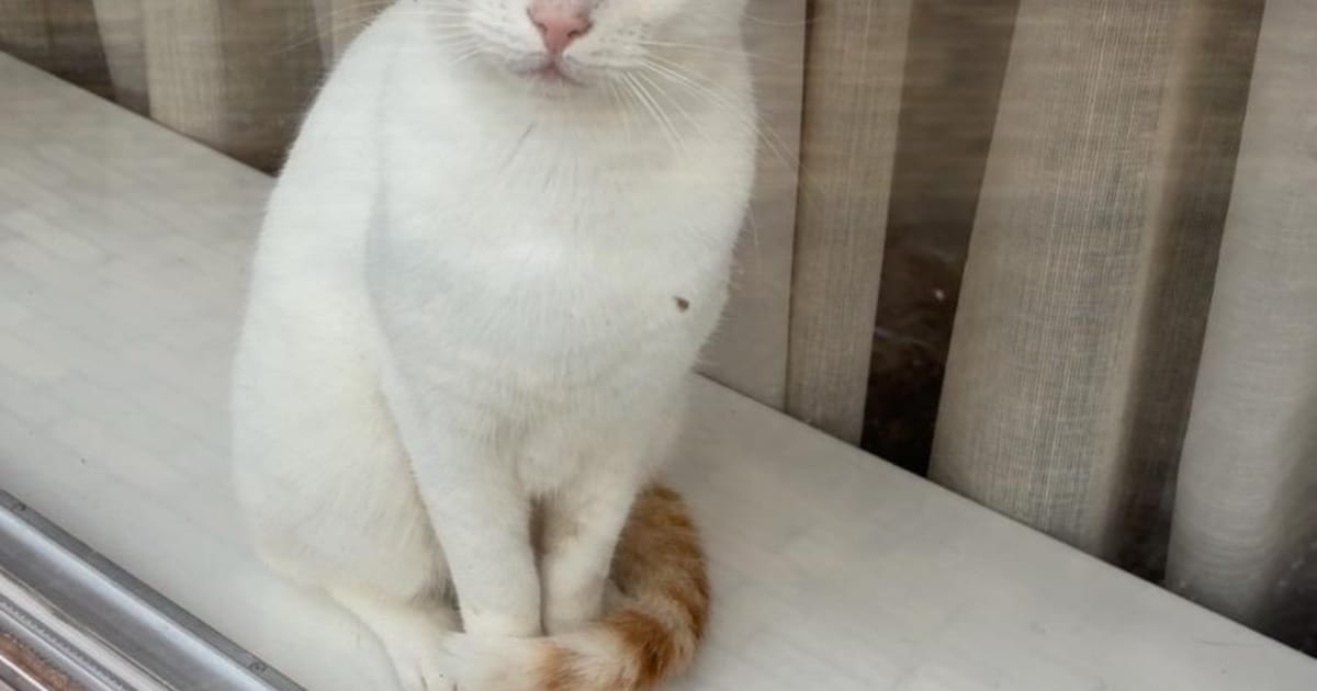 Heb jij Liam of Bert gezien? Deze twee huisdieren worden in Noordenveld vermist