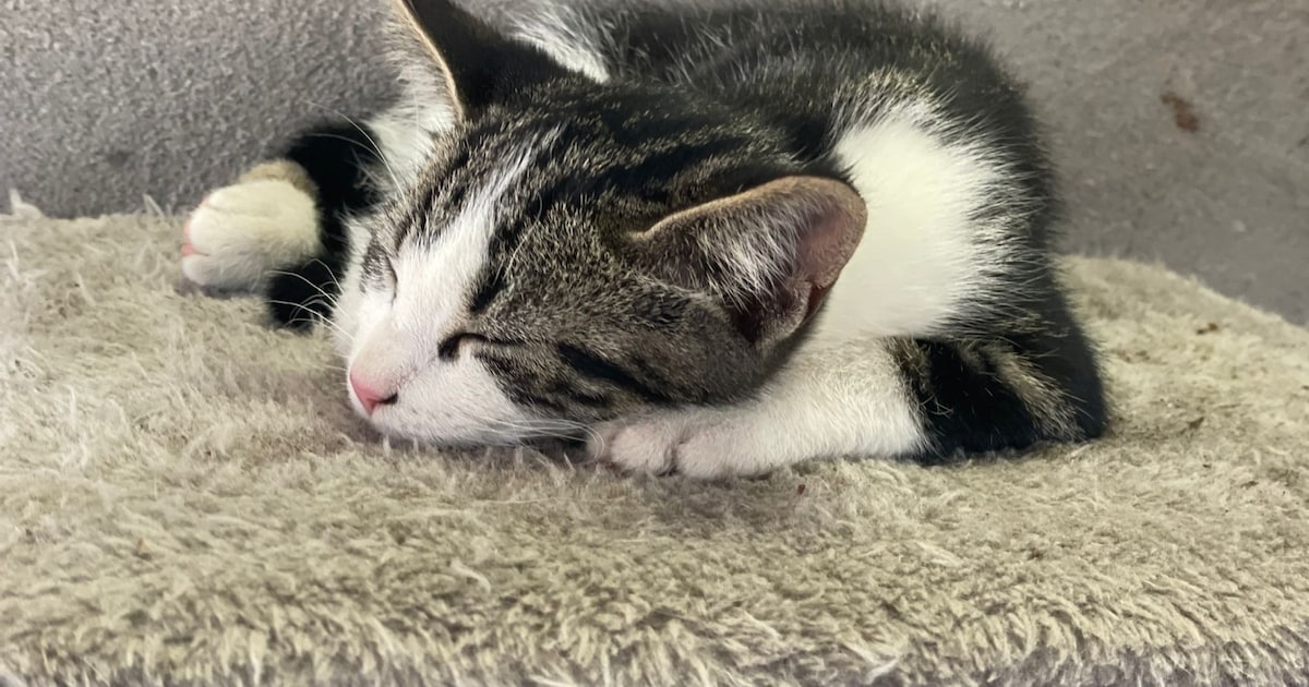 Heb jij Maan, Tom of Nee nee gezien? Deze vijf huisdieren worden in Vlissingen vermist