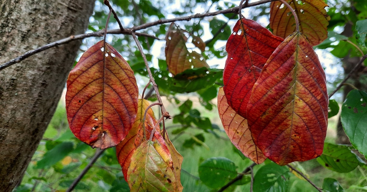 Activiteiten in Boxtel tijdens Klimaatweek