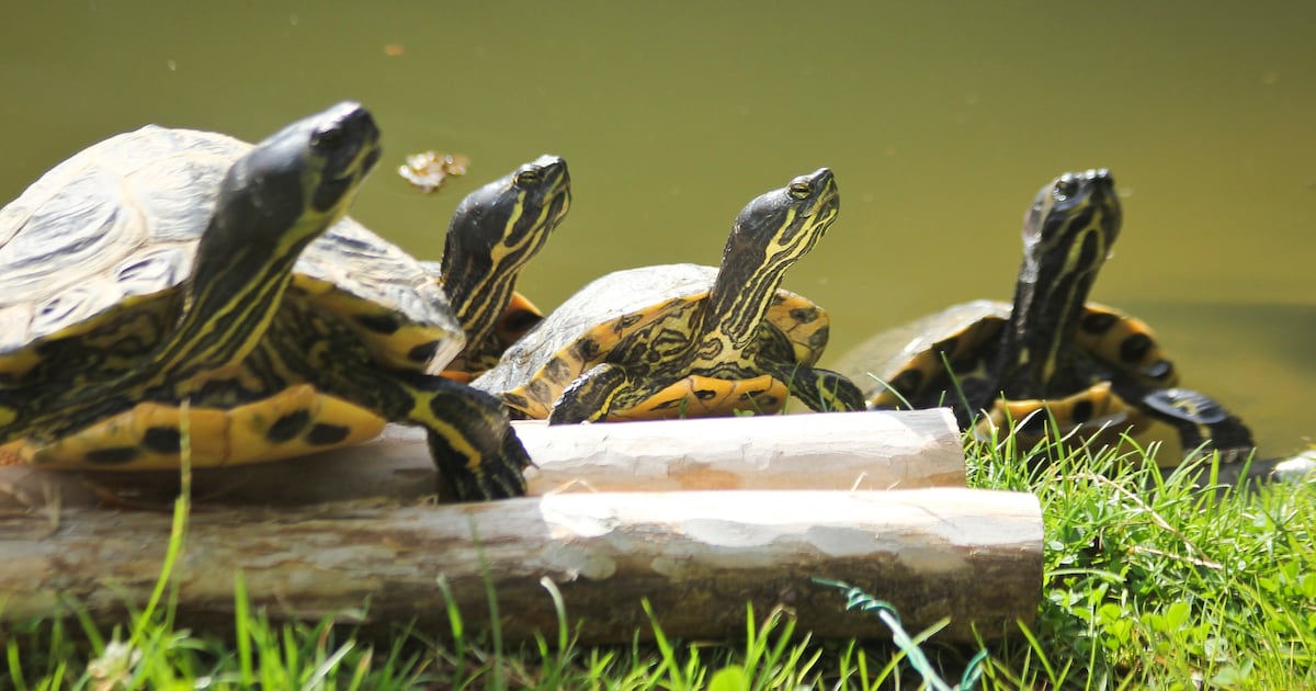 Schildpaddenopvang Harkema dreigt verloren te gaan en zet crowdfunding op voor twee miljoen euro