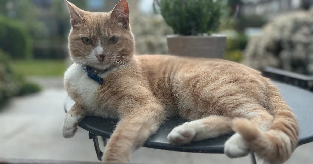 Heb jij ZUS of Floortje gezien? Deze twee huisdieren worden in Midden-Delfland vermist
