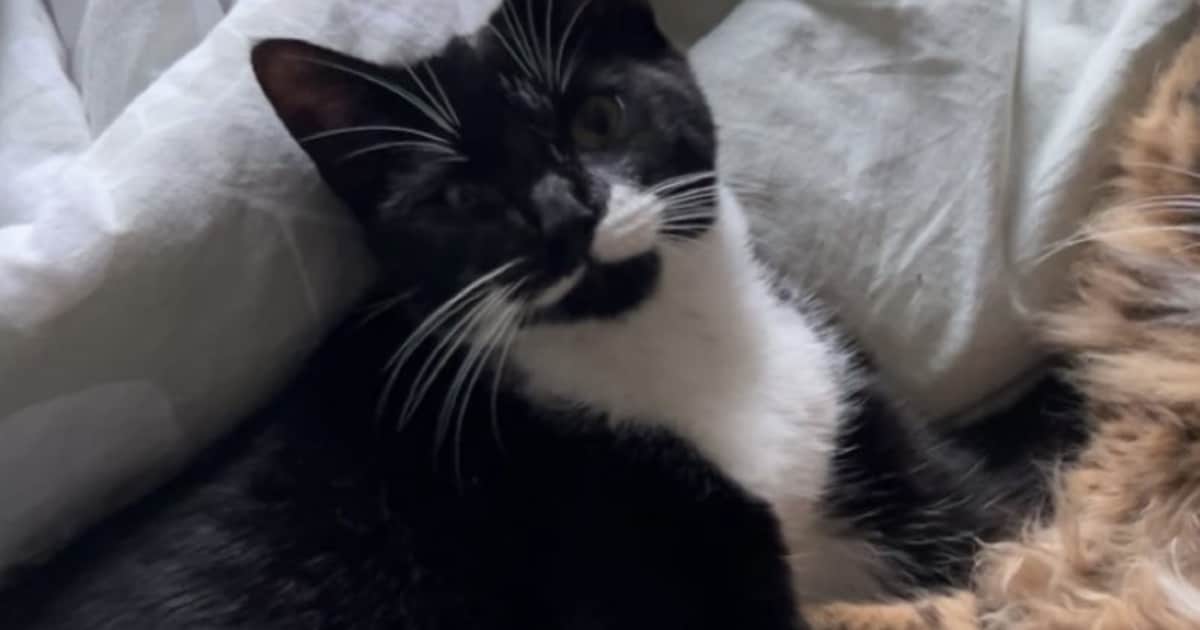 Heb jij Sjors of Mytique gezien? Deze twee huisdieren worden in Zeewolde vermist