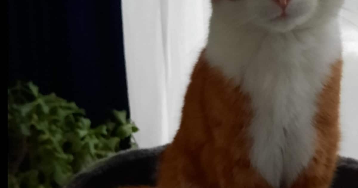 Heb jij Timo gezien? Dit huisdier wordt in Stadskanaal vermist