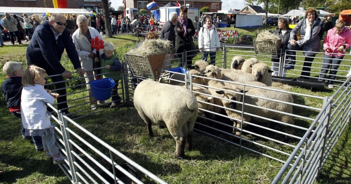 Schapenmarkt komt weer naar Oldebroek: dag vol activiteiten in het dorp