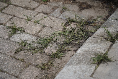 Maasdriel zet in op beter onderhoud van groen op belangrijke plekken: ‘Niet alles kan perfect zijn’