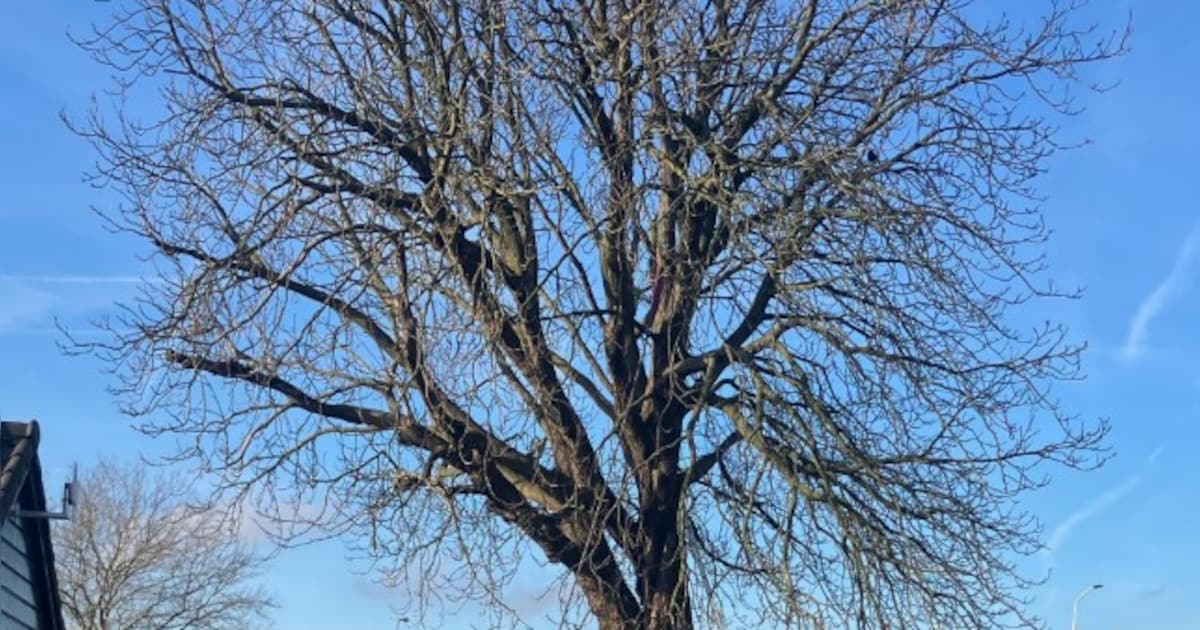 Paardenkastanje bij Bernhardbrug in Monnickendam wordt gekapt