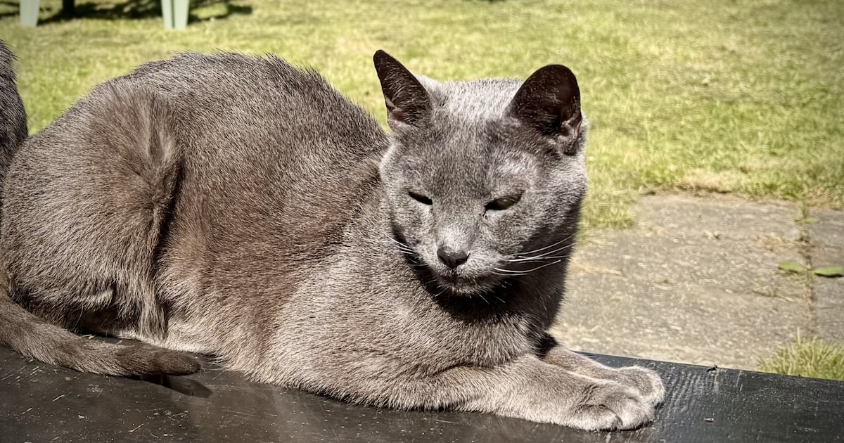 Heb jij Jack of Iki gezien? Deze twee huisdieren worden in Drechterland vermist