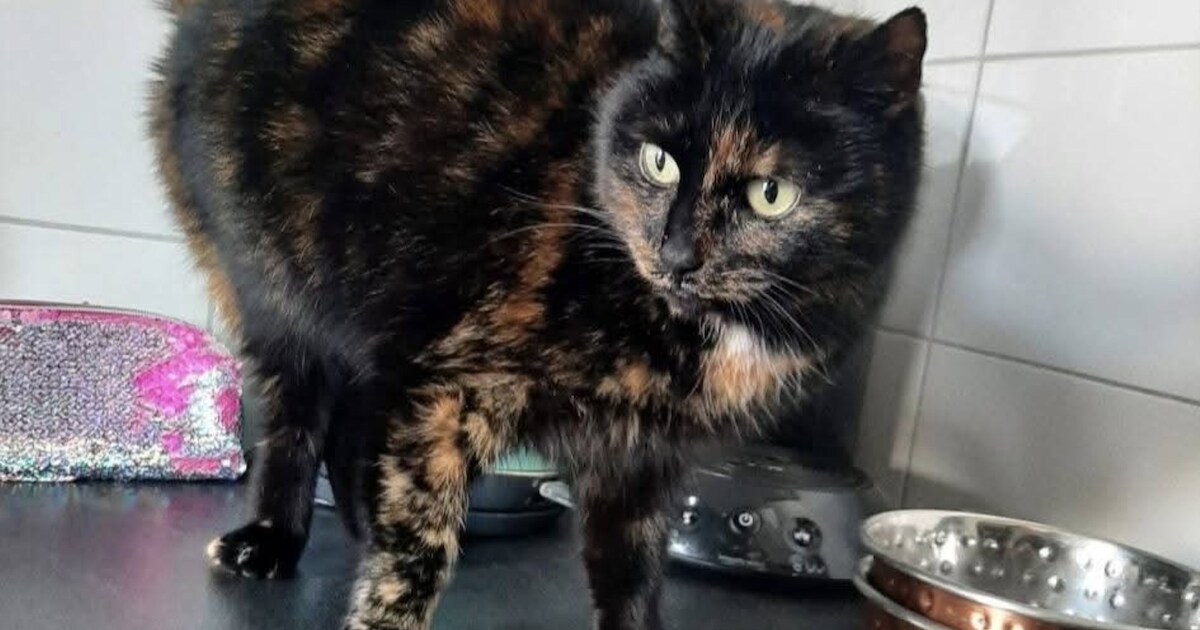 Heb jij Ivy of Snoes gezien? Deze twee huisdieren worden in Geertruidenberg vermist | Foto