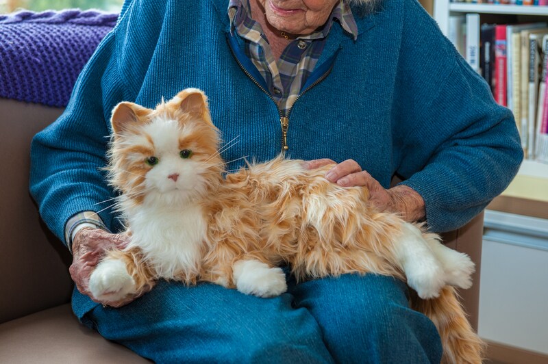 Knuffelkat Ginger kan je nu om de hoek uitproberen bij nieuw geopende ...