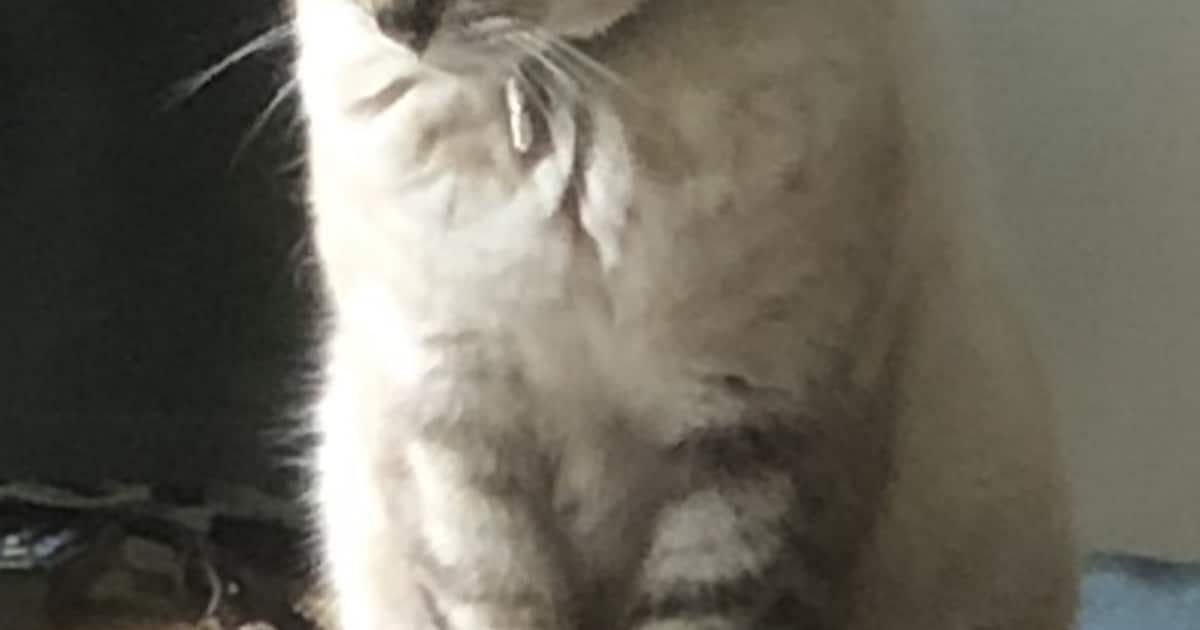 Heb jij Aslan gezien? Dit huisdier wordt in Schiermonnikoog vermist