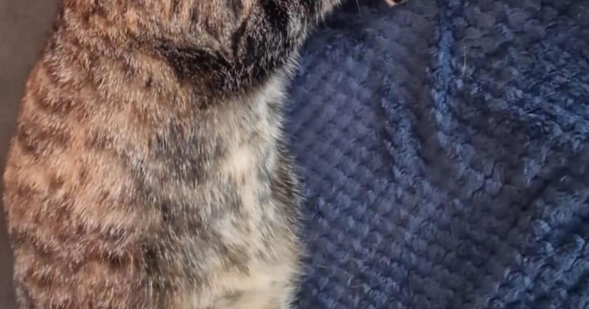Heb jij Aspro, Rocky of Luna gezien? Deze vijf huisdieren worden in Groningen vermist