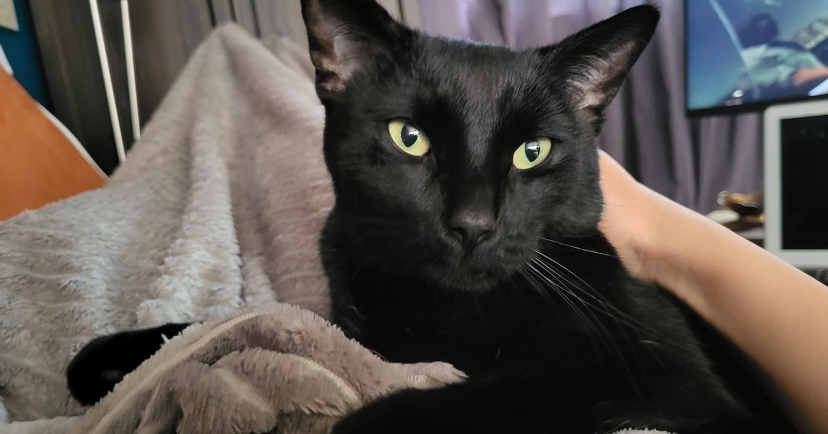 Heb jij Pishu, Luna of Minie gezien? Deze drie huisdieren worden in Leiden vermist