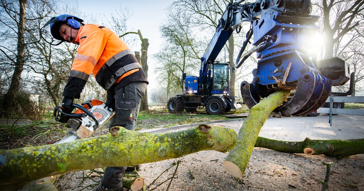Twee onveilige bomen in Kasteelpark Wijk bij Duurstede worden gekapt