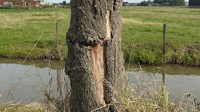 Meer dan honderd zieke iepen langs de Achterdijk bij Werkhoven gekapt