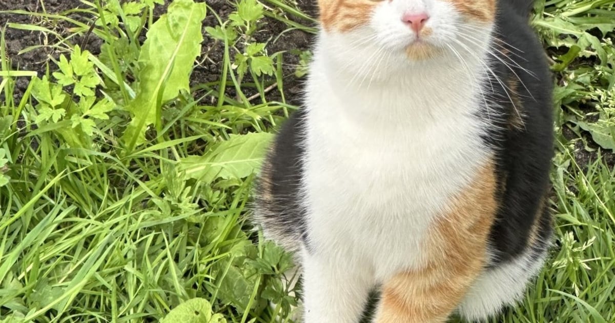 Heb jij Mina gezien? Dit huisdier wordt in De Bilt vermist
