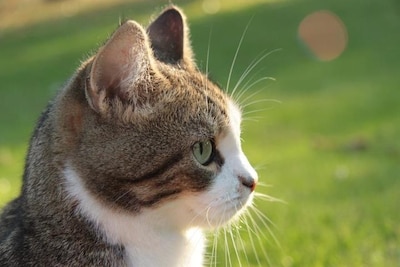 Image related to the article