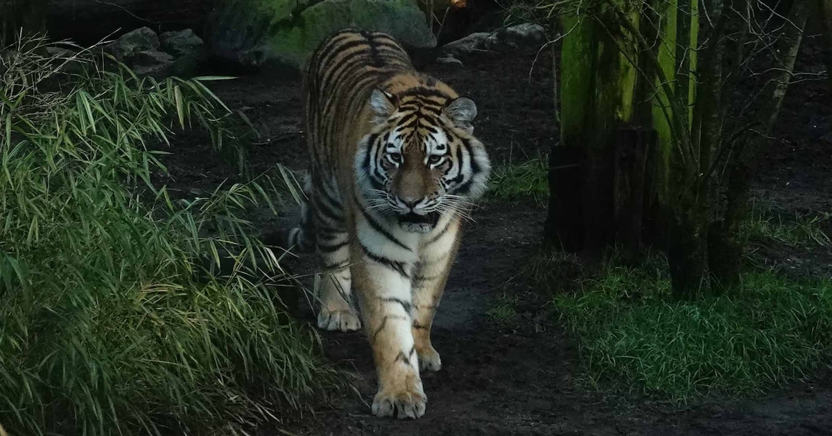 Nieuwe tijger Anya is aangekomen in DierenPark Amersfoort, dat hoopt op welpjes in de toekomst