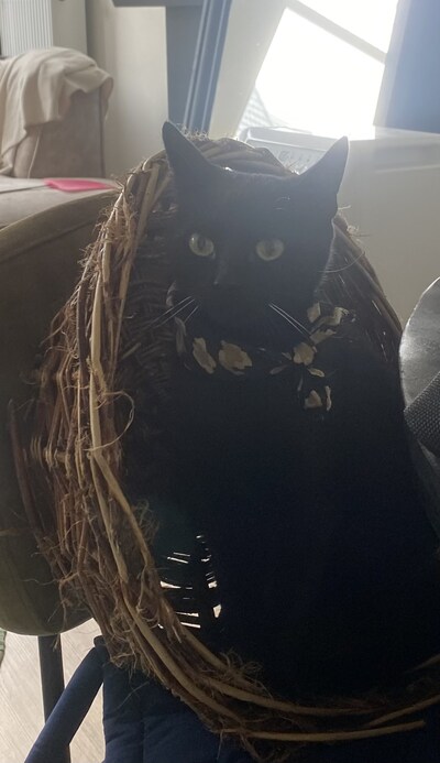 Heb jij Poes gezien? Dit huisdier wordt in Kampen vermist