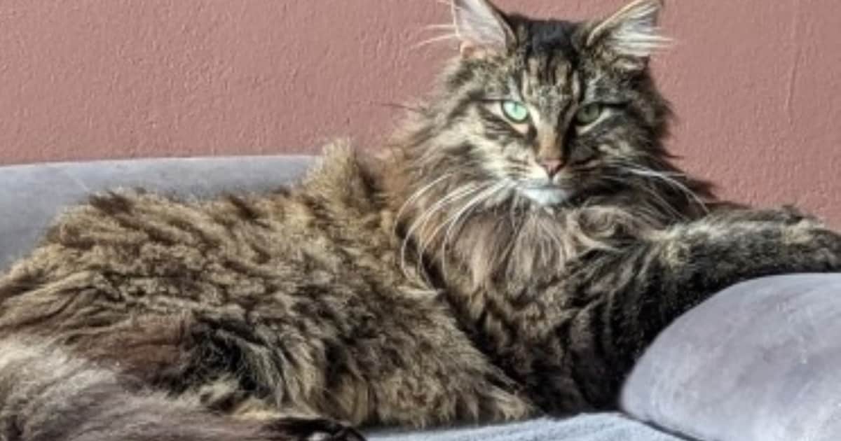 Heb jij Mons of Loki gezien? Deze twee huisdieren worden in Steenwijkerland vermist