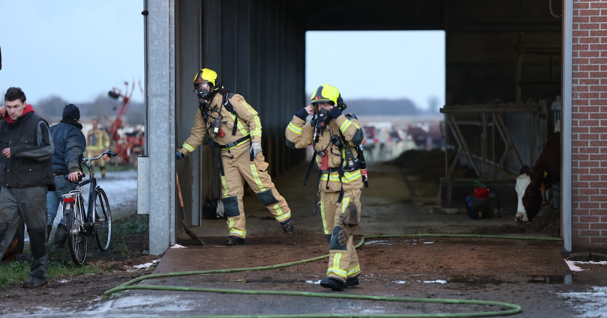Grote brand bij boerderij in Schipluiden: 240 koeien uit stal gehaald | 112 nieuws Midden-Delfland