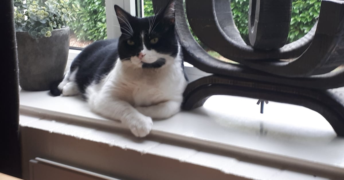 Heb jij Sam gezien? Dit huisdier wordt in Dalfsen vermist