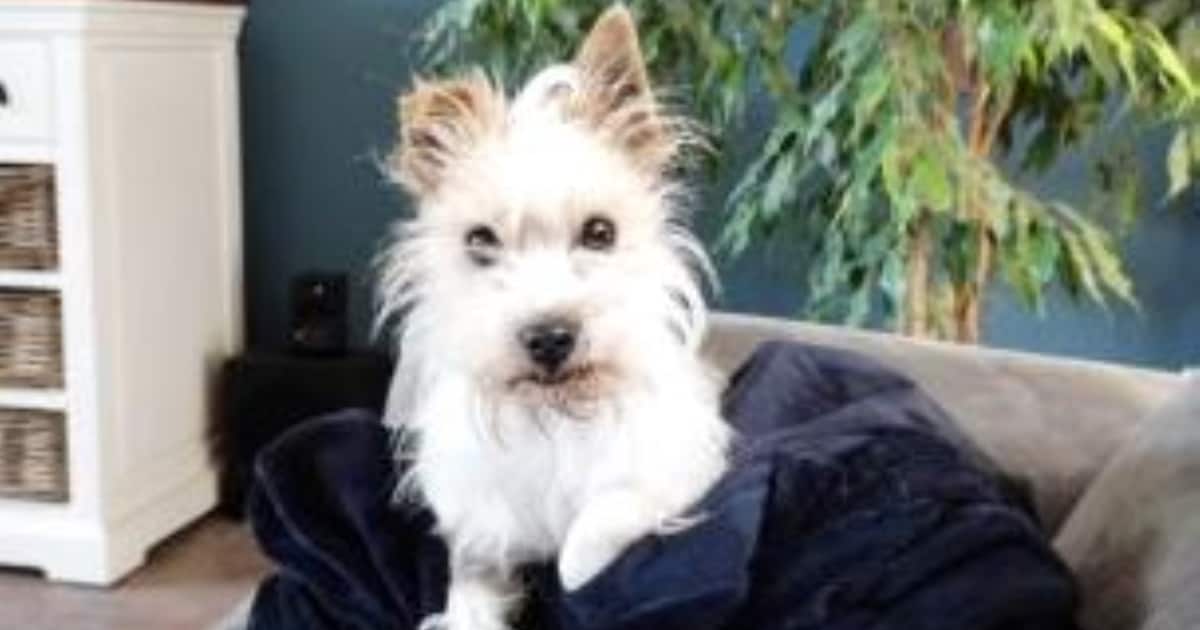 Heb jij Coco of Grietje gezien? Deze twee huisdieren worden in Bergeijk vermist
