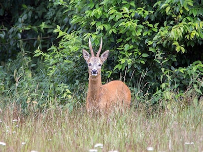 Zomeravondwandeling Ede: op zoek naar reeën