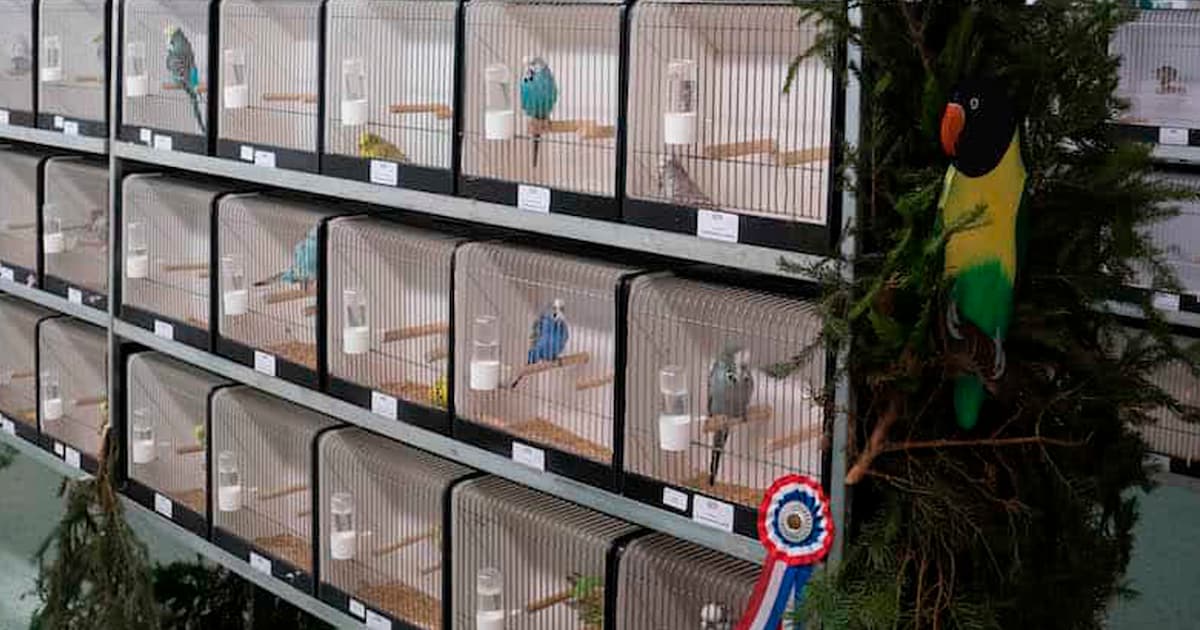 Vogelshows afgelast door vogelgriep, teleurstelling bij liefhebbers in Onna: ‘Net toen ik de deur di