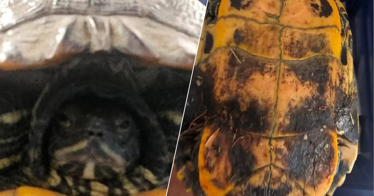 Schildpad zou al jaren in Beunings water vertoeven, toch pikt de dierenambulance hem op