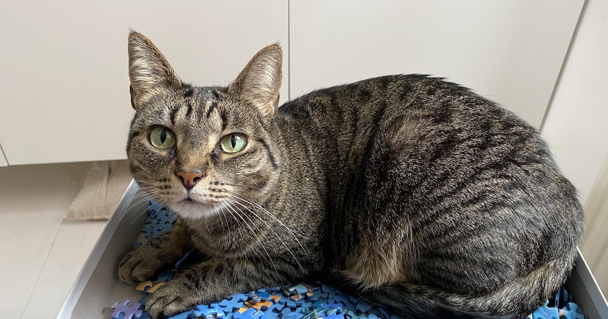 Heb jij Mientje gezien? Dit huisdier wordt in Wassenaar vermist