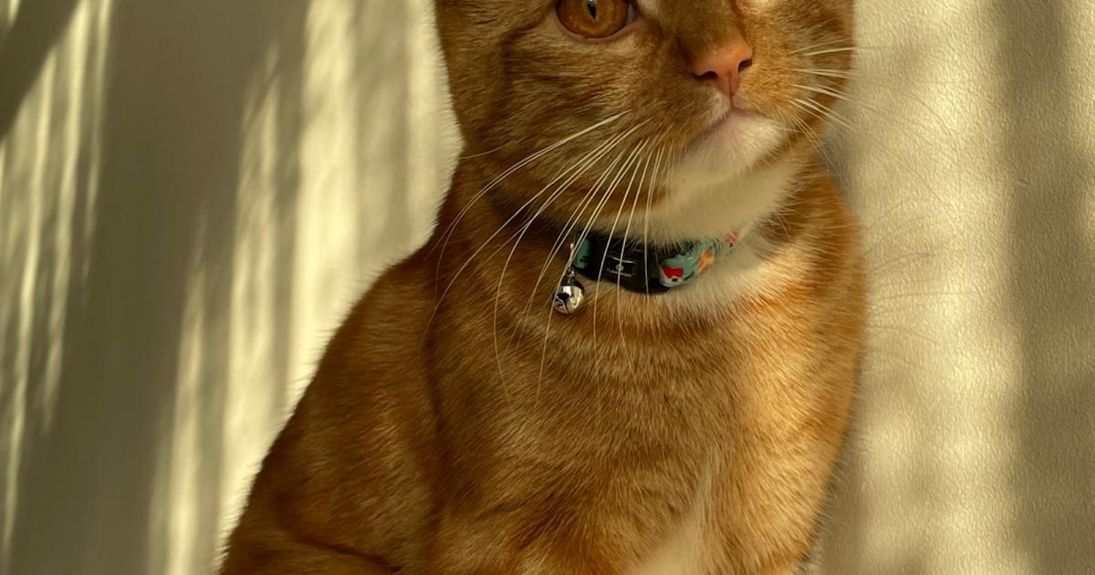 Heb jij Ukkie of Balim gezien? Deze twee huisdieren worden in Loon op Zand vermist