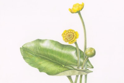 Tentoonstelling ‘Wondere Waterplanten Wereld’ in Honselersdijk